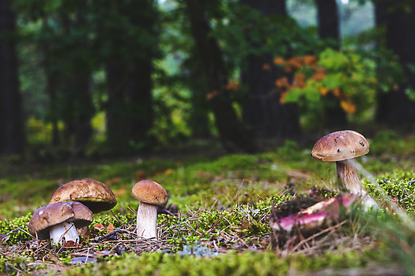 포토 JPG 해외이미지 나무 식물 계절 음식 낙엽 잎 다이어트 채소 재료 자연 건강 이끼 사람없음 목재 갈색 환경 맑음 식사 버섯 성장 가을 신선 숲 큼 수집 유기농 날것 침엽수 내추럴 곰팡이 그물버섯 식용 채식주의자 캡모자 많음 비건 해외202309 해외포토 모자_잡화 웰빙 컬러 컨셉 날씨 크기 생태계 채식 파일형식