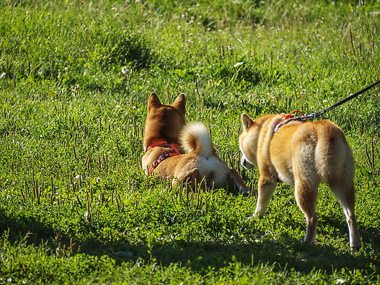 포토 JPG 해외이미지 동물 공원 행복 백그라운드 밭 포유류 자연 잔디 사람없음 야외 초록색 반려동물 뷰티 갈색 일본 점프 검은색 봄 개 강아지 작음 나무껍질 솜털 양모 기르기 많음 해외202309 해외포토 나무 식물 계절 공공시설 감정 아시아 컬러 컨셉 농업 모션 껍질 직물 크기 생태계 돌봄 파일형식