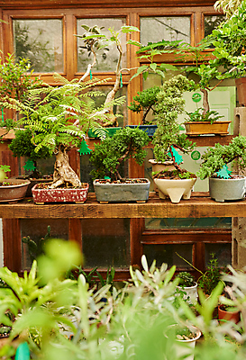 포토 JPG 해외이미지 화분 화초 사람없음 원예 해외202309 해외포토 식물 취미 파일형식