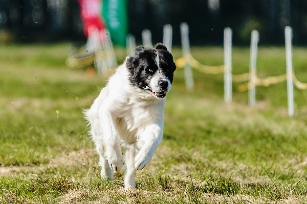 포토 JPG 해외이미지 동물 공원 행복 스포츠 포즈 밭 자연 놀이 성인 사람없음 야외 반려동물 달리기 점프 경쟁 에너지 레이싱 잡기 유혹 강의 속도 사냥 사냥개 추적 기르기 선로 승자 전력질주 챔피언 해외202309 해외포토 공공시설 감정 컨셉 농업 모션 사람 시합 개 생태계 돌봄 파일형식
