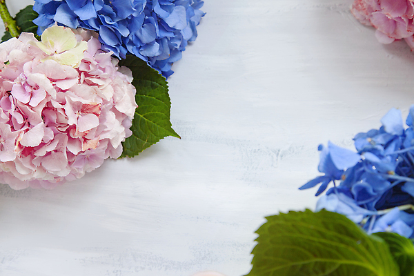 포토 JPG 해외이미지 백그라운드 잎 사람없음 화려 수국 카피스페이스 해외202309 해외포토 식물 꽃 컨셉 공백 파일형식