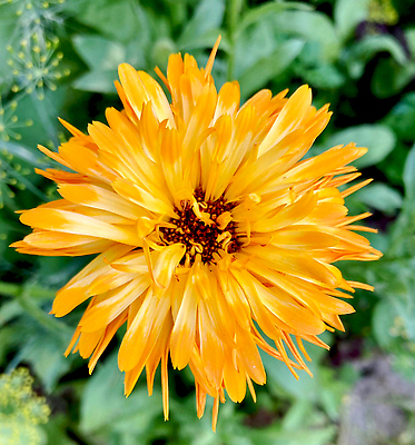 포토 JPG 해외이미지 식물 꽃잎 꽃 줄기 컬러 백그라운드 잎 꽃무늬 오렌지 자연 건강 사람없음 초록색 컬러풀 뷰티 약 노란색 머리 정원 봄 활발 벚꽃 신선 개화 약초 허브 오브젝트 싱글 데이지 내추럴 금잔화 고립 해외202309 해외포토 계절 컨셉 무늬 과일 의학 신체부위 풀_식물 생태계 파일형식