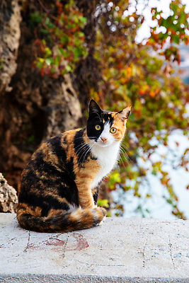 포토 JPG 해외이미지 동물 아시아 종교 문화 바다 여행 백그라운드 건축양식 자연 거리 털 이스탄불 사람없음 야외 건물 파란색 반려동물 도시풍경 뷰티 고양이 도시 잠 역사 중앙 개 이슬람교 모스크 대리석 동쪽 칠면조 노숙자 랜드마크 아랍어 옛날 튀르키예 해외202309 해외포토 건축물 건축 나라 컬러 재료 포유류 조류 풍경 방향 생태계 파일형식