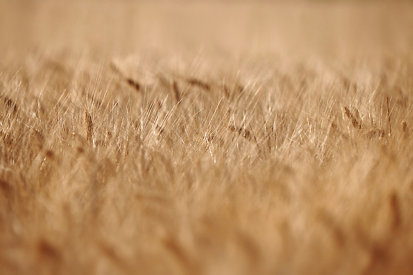 포토 JPG 해외이미지 식물 디자인 계절 음식 빵 컬러 백그라운드 밭 농업 자연 건조 건강 옥수수 씨앗 사람없음 야외 빛 농작물 태양 농장 농경지 노란색 농사 맑음 일몰 수확 성장 농촌 시골 황금 낟알 시리얼 밀 유기농 보리 밀짚 내추럴 밭일 숙성 호밀 해외202309 해외포토 자연요소 웰빙 산업 날씨 곡류 노을 짚 생태계 파일형식