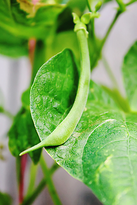 포토 JPG 해외이미지 식물 줄 음식 백그라운드 농업 다이어트 채소 재료 자연 추상 콩 건강 사람없음 초록색 농장 쌓기 수확 흰색 신선 그룹 시장 신장 닫기 다발 가득함 유기농 질감 날것 강낭콩 흙더미 내추럴 프랑스어 고립 꼬투리 생식 채식주의자 비건 맛있는 해외202309 해외포토 문자 웰빙 산업 컬러 무늬 모션 곡류 흙 비뇨기관 생태계 채식 파일형식 더미