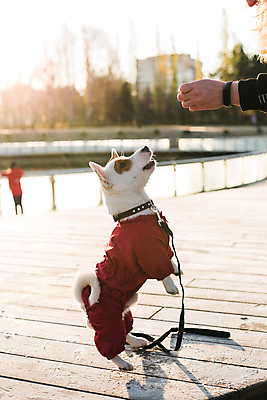 포토 JPG 해외이미지 주간 한마리 손 공원 반려견 야외 아웃포커스 신체부위 반려동물 햇빛 산책 올려보기 강아지 목줄 잭러셀테리어 해외202309 해외포토 자연요소 동물 1 공공시설 모션 휴식 촬영기법 사람 태양 개 테리어 파일형식 반려용품
