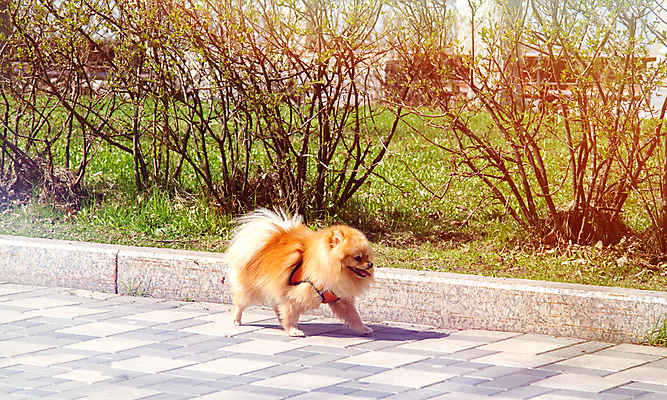 포토 JPG 해외이미지 동물 1 응시 공원 여자 남자 행복 비즈니스 포유류 자연 서기 사람 성인 사람없음 야외 초록색 반려동물 뷰티 걷기 봄 우정 산책 흰색 비즈니스맨 개 강아지 송곳니 기르기 순혈 해외202309 해외포토 시선 계절 공공시설 감정 컬러 모션 휴식 친구 직장인 치아 생태계 돌봄 파일형식