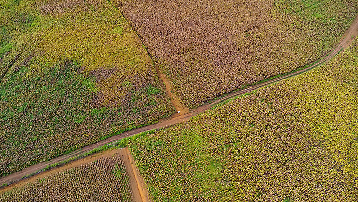 포토 JPG 해외이미지 식물 전통 계절 산업 문화 음식 컬러 백그라운드 잎 밭 농업 채소 재료 자연 옥수수 사람없음 야외 초록색 농작물 농장 농경지 노란색 환경 정원 봄 수확 성장 시골 농부 낟알 땅 시리얼 유기농 내추럴 밭일 숙성 세련 해외202309 해외포토 직업 웰빙 곡류 생태계 파일형식
