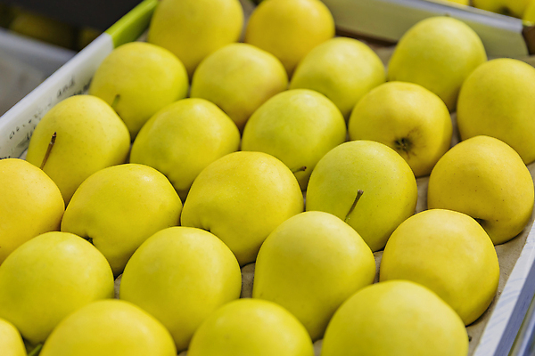 포토 JPG 해외이미지 계절 산업 음식 백그라운드 농업 다이어트 과일 자연 건강 사람없음 초록색 상자 농장 노란색 쌓기 수확 신선 시장 황금 달콤 맛 사과 나무상자 다발 먹기 가득함 창고 유기농 진열장 원예 날것 수납 소매 내추럴 매각 숙성 채식주의자 많음 디톡스 맛있는 해외202309 해외포토 웰빙 컬러 컨셉 모션 취미 생태계 채식 파일형식