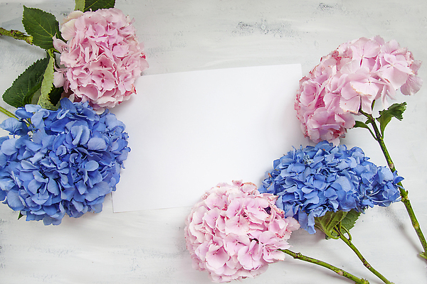 포토 JPG 해외이미지 백그라운드 잎 사람없음 화려 수국 카피스페이스 해외202309 해외포토 식물 꽃 컨셉 공백 파일형식