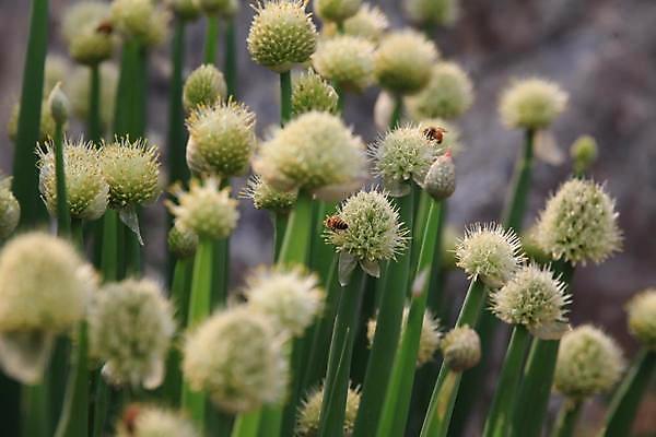 포토 JPG 해외이미지 식물 꽃 사람없음 들꽃 해외202309 해외포토 파일형식