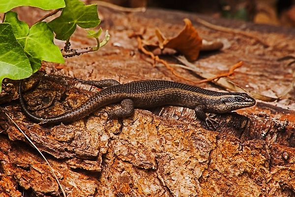 포토 JPG 해외이미지 동물 한마리 야생동물 신체 파충류 아프리카 자연 종류 사람없음 야외 갈색 머리 환경 정원 검은색 어둠 다양 얼룩 보호 위험 묘사 생물학 꼬리 도마뱀 육식동물 사냥꾼 토막 내추럴 생태학 해외202309 해외포토 직업 1 교육 나라 컬러 다수 컨셉 신체부위 생태계 파일형식