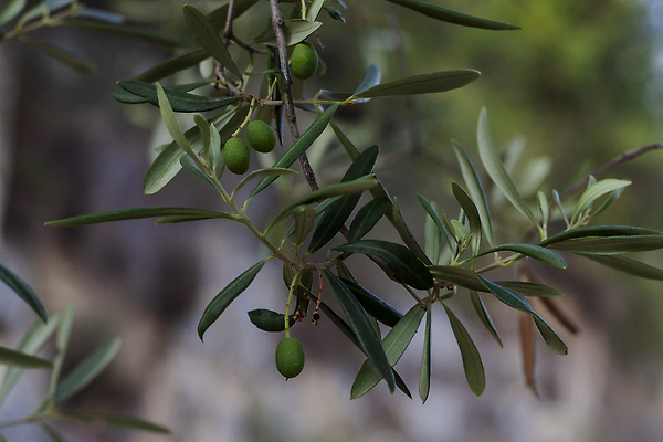 포토 JPG 해외이미지 나무 식물 전통 계절 공원 유럽 산업 음식 컬러 잎 농업 과일 자연 사람없음 장식 초록색 빛 농작물 컬러풀 농장 우주 정원 이탈리아 프랑스 수확 나뭇가지 오픈 상품 지중해 유기농 생태계 올리브 날것 장면 남쪽 내추럴 바이오 해외202309 해외포토 웰빙 공공시설 열매 나라 바다 방향 파일형식