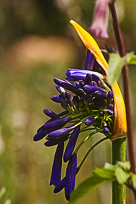 포토 JPG 해외이미지 식물 공원 꽃 컬러 백그라운드 꽃무늬 자연 사람없음 야외 초록색 파란색 컬러풀 뷰티 머리 정원 보라색 벚꽃 개화 제비꽃 원예 내추럴 해외202309 해외포토 공공시설 무늬 취미 신체부위 생태계 파일형식