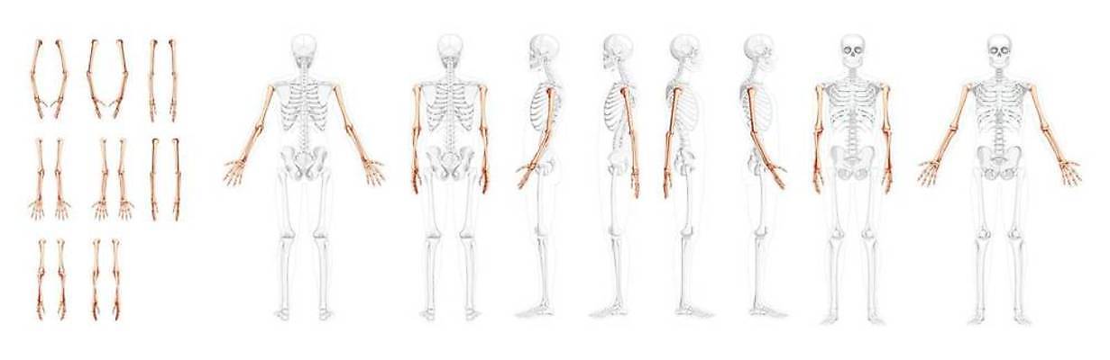 EPS 해외이미지 모델 손 여자 일러스트 손가락 해부 뼈 골격 건강 종류 사람 세트 약 머리 3D 이름 플랫 흉부 수집 손목 척추 묘사 어깨 시스템 팔 고립 궤 양발 옛날 팔꿈치 해골모형 벡터 해외202309 해외일러스트 의학 신체부위 모형 호흡기관 디지털합성 파일형식