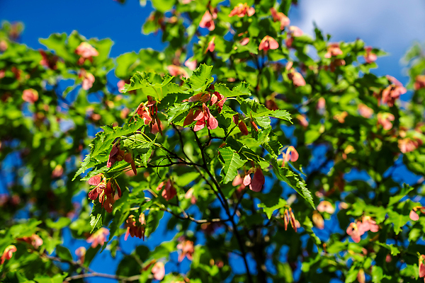 포토 JPG 해외이미지 나무 식물 계절 공원 컬러 백그라운드 단풍 잎 오렌지 자연 벽지 하늘 미술 씨앗 사람없음 야외 목재 빨간색 초록색 파란색 빛 컬러풀 햇빛 태양 뷰티 노란색 환경 정원 맑음 봄 성장 나뭇가지 신선 숲 유기농 내추럴 생태학 그리너리 해외202309 해외포토 자연요소 웰빙 공공시설 교육 과일 재료 날씨 문화예술 생태계 파일형식 트랜드컬러