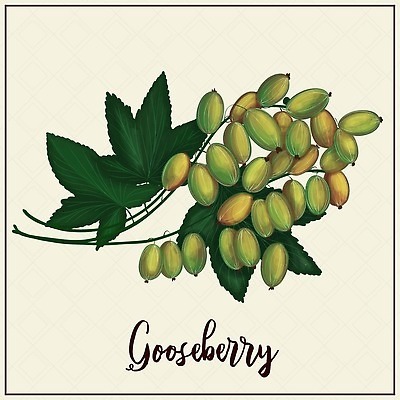 EPS 해외이미지 식물 디자인 열매 음식 컬러 백그라운드 잎 농업 다이어트 과일 일러스트 재료 자연 디저트 건강 씨앗 빨간색 초록색 여름 세트 라벨 정원 수확 신선 신용카드 달콤 맛 만화 유기농 날것 손그림 비타민 내추럴 고립 구성 구스베리 숙성 채식주의자 벡터 맛있는 해외202309 해외일러스트 웰빙 계절 산업 컨셉 프레임 금융 생태계 채식 영양소 파일형식