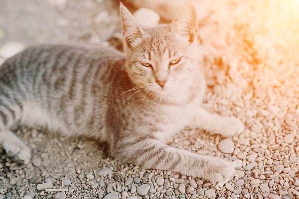 포토 JPG 해외이미지 장난 포옹 발 수염 턱시도 사람없음 호기심 부드러움 얼룩무늬 솜털 독립 히말라야 버미즈 해외202309 해외포토 감정 컨셉 무늬 안기 정장 신체부위 고양이 감각 파일형식 산맥