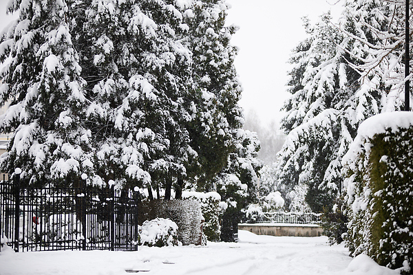 포토 JPG 해외이미지 나무 길 겨울 자연 사람없음 야외 눈 가로수 해외202309 해외포토 자연요소 식물 계절 날씨 생태계 파일형식