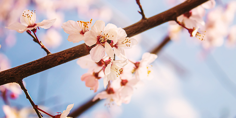 포토 JPG 해외이미지 나무 식물 계절 공원 꽃잎 꽃 분홍색 백그라운드 잎 꽃무늬 농업 과일 자연 하늘 사람없음 야외 초록색 파란색 빛 햇빛 뷰티 정원 맑음 봄 성장 벚꽃 흰색 나뭇가지 신선 개화 체리 사과 과수원 4월 5월 묘사 원예 내추럴 해외202309 해외포토 공공시설 산업 컬러 무늬 날씨 취미 태양 날짜 생태계 파일형식