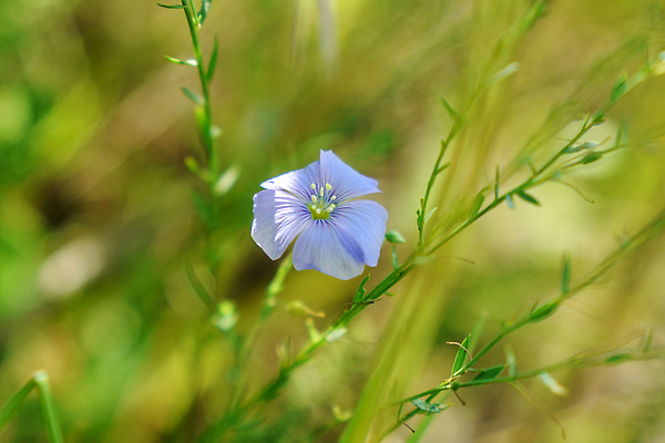 포토 JPG 해외이미지 식물 계절 꽃잎 꽃 백그라운드 꽃무늬 밭 농업 자연 건강 씨앗 사람없음 야외 초록색 여름 파란색 농작물 뷰티 농장 정원 봄 수확 성장 벚꽃 시골 개화 허브 원예 내추럴 아마 세련 해외202309 해외포토 산업 컬러 무늬 취미 생태계 파일형식