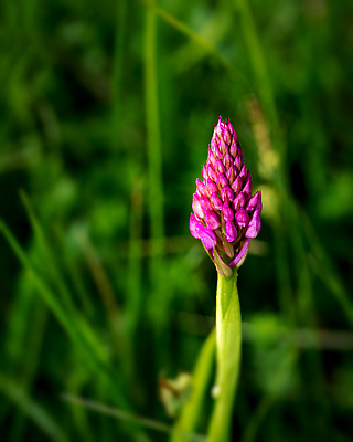 포토 JPG 해외이미지 식물 계절 꽃잎 꽃 잎 꽃무늬 패턴 오렌지 자연 추상 사람없음 야외 여름 뷰티 노란색 머리 정원 봄 활발 낭만 들꽃 성장 벚꽃 꽃술 신선 개화 닫기 묘사 싱글 데이지 꽃가루 내추럴 꽃수술 해외202309 해외포토 컬러 컨셉 무늬 과일 모션 신체부위 가루 생태계 파일형식