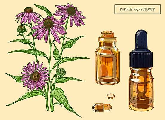 EPS 해외이미지 꽃 일러스트 사람없음 알약 약초 오일 허브 에키네시아 오일병 해외202309 해외일러스트 식물 음식 약 화장품 풀_식물 파일형식 벡터