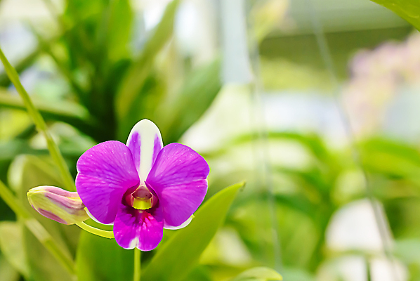 포토 JPG 해외이미지 나무 식물 디자인 꽃잎 꽃 분홍색 컬러 백그라운드 잎 꽃무늬 자연 사람없음 초록색 뷰티 노란색 보라색 스파 벚꽃 흰색 신선 난초 이국적 해외202309 해외포토 무늬 생태계 파일형식