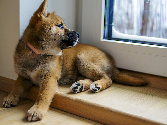 포토 JPG 해외이미지 동물 1 응시 행복 새끼 백그라운드 포유류 놀이 세포 실내 사람없음 야외 빨간색 반려동물 뷰티 갈색 귀여움 일본 아기 개 강아지 작음 모피 슛 솜털 송곳니 고립 기르기 유래 순종 해외202309 해외포토 시선 감정 아시아 컬러 컨셉 사람 내부 치아 크기 왕 돌봄 파일형식