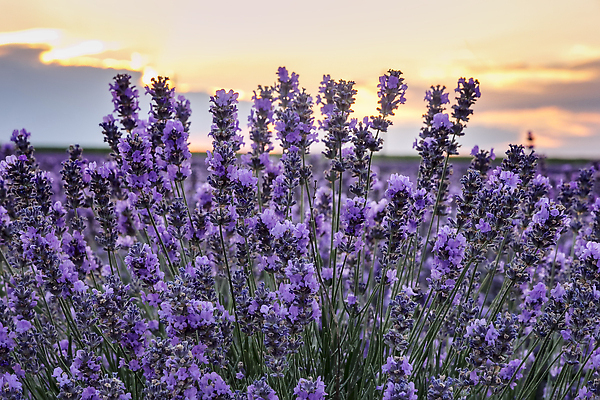포토 JPG 해외이미지 식물 꽃 산업 컬러 꽃무늬 패턴 농업 자연 하늘 사람없음 야외 햇빛 태양 일출 정원 보라색 스파 침묵 일몰 봄 새벽 활발 벚꽃 광선 시골 개화 허브 질감 향기 조경 장면 아로마테라피 라벤더 불가리아 수평선 세련 해외202309 해외포토 자연요소 계절 컨셉 무늬 노을 소리 생태계 냄새 테라피 파일형식 남유럽