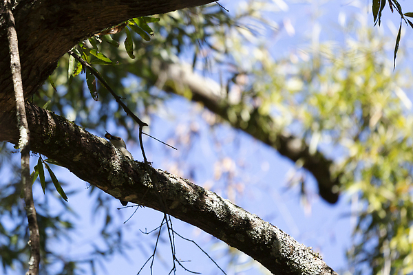 포토 JPG 해외이미지 나무 동물 척추동물 야생동물 과학 신체 자연 조류 생물 사람없음 야외 머리 환경 미국 나뭇가지 황무지 숲 먹기 깃털 생태계 생물학 부리 리빙 계산서 동물상 생태학 조지아 텍사스 플로리다 해외202309 해외포토 식물 교육 북아메리카 모션 신체부위 조형물 동유럽 파일형식