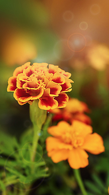 포토 JPG 해외이미지 식물 계절 꽃 컬러 백그라운드 잎 꽃무늬 밭 오렌지 자연 추상 멕시코 사람없음 빨간색 세로 초록색 파란색 컬러풀 뷰티 노란색 정원 봄 벚꽃 개화 황금 원예 보케 부드러움 내추럴 금잔화 해외202309 해외포토 북아메리카 무늬 농업 과일 취미 감각 생태계 파일형식