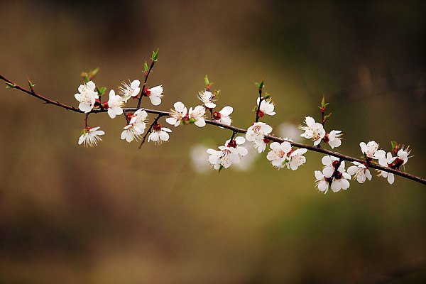 포토 JPG 해외이미지 나무 계절 꽃 분홍색 백그라운드 꽃무늬 자연 사람없음 일본 축제 봄 벚꽃 흰색 나뭇가지 체리 닫기 기념물 워싱턴 해외202309 해외포토 식물 아시아 컬러 무늬 과일 모션 미국 생태계 파일형식