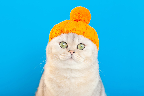 포토 JPG 해외이미지 동물 응시 옷 행복 얼굴 백그라운드 겨울 휴가 휴식 실내 사람없음 반려동물 뷰티 유행 귀여움 고양이 할로윈 흰색 잡기 유머 닫기 니트 만족 흰배경 파란배경 고립 스타일 카피스페이스 해외202309 해외포토 시선 계절 감정 컬러 컨셉 상의 포유류 모션 내부 신체부위 파란색 공백 파일형식