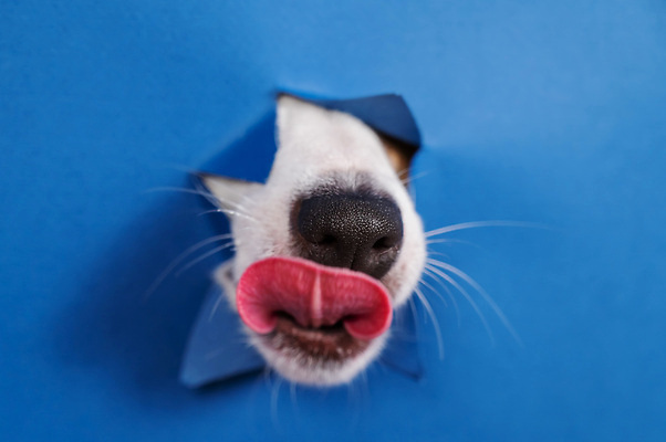 포토 JPG 해외이미지 한마리 사람없음 입 강아지 혀 코 파란배경 찢어짐 주둥이 나오기 해외202309 해외포토 1 백그라운드 모션 신체부위 파란색 반려동물 개 파일형식