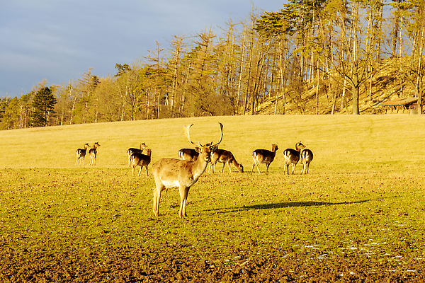 포토 JPG 해외이미지 나무 식물 동물 계절 공원 야생동물 자연 털 뿔 사람없음 야외 빨간색 갈색 숲 큼 방목 사냥 동물상 순록 아기사슴 암사슴 찰과상 해외202309 해외포토 공공시설 새끼 컬러 사슴 조형물 축산업 상처 크기 암컷 생태계 파일형식