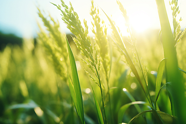 JPG 편집이미지 자연 논 풍경 사람없음 초록색 햇빛 추수 벼 가을 농촌 풀 디지털합성 벼이삭 편집실사 AI포토 AI콘텐츠 식물 계절 컬러 농업 곡류 태양 시골 CG 생태계 이삭 파일형식