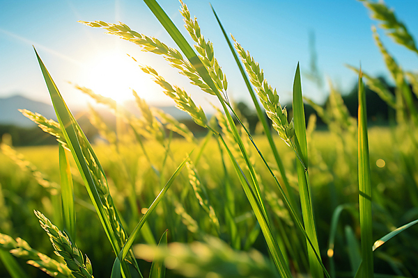 JPG 편집이미지 자연 논 풍경 사람없음 초록색 햇빛 추수 벼 가을 농촌 풀 디지털합성 벼이삭 편집실사 AI포토 AI콘텐츠 식물 계절 컬러 농업 곡류 태양 시골 CG 생태계 이삭 파일형식