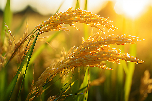 JPG 편집이미지 자연 논 풍경 사람없음 햇빛 추수 벼 가을 농촌 풀 디지털합성 벼이삭 편집실사 AI포토 AI콘텐츠 식물 계절 농업 곡류 태양 시골 CG 생태계 이삭 파일형식