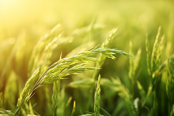 JPG 편집이미지 자연 논 풍경 사람없음 초록색 햇빛 추수 벼 가을 농촌 디지털합성 벼이삭 편집실사 AI포토 AI콘텐츠 계절 컬러 농업 곡류 태양 시골 CG 생태계 이삭 파일형식