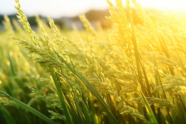 JPG 편집이미지 자연 논 풍경 사람없음 초록색 햇빛 추수 벼 가을 농촌 풀 디지털합성 벼이삭 편집실사 AI포토 AI콘텐츠 식물 계절 컬러 농업 곡류 태양 시골 CG 생태계 이삭 파일형식