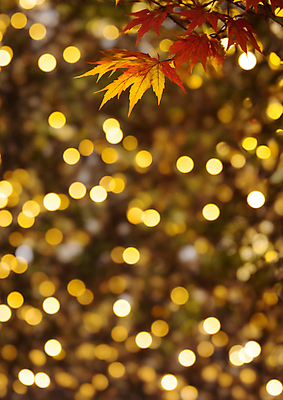 JPG 편집이미지 단풍 자연 사람없음 햇빛 노란색 가을풍경 가을 나뭇가지 보케 빛망울 블러효과 편집실사 AI포토 AI콘텐츠 나무 계절 컬러 잎 풍경 빛 태양 CG 생태계 블러 파일형식 효과 가을_계절