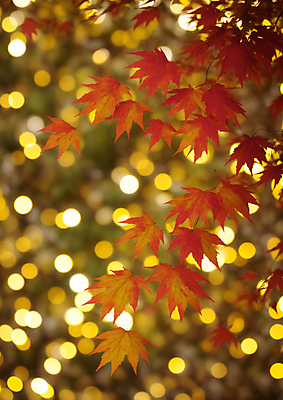 JPG 편집이미지 단풍 자연 사람없음 햇빛 가을풍경 주황색 가을 나뭇가지 보케 빛망울 블러효과 편집실사 AI포토 AI콘텐츠 나무 계절 컬러 잎 풍경 빛 태양 CG 생태계 블러 파일형식 효과 가을_계절