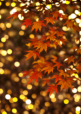 JPG 편집이미지 단풍 자연 사람없음 반짝임 햇빛 가을풍경 주황색 가을 나뭇가지 보케 빛망울 블러효과 편집실사 AI포토 AI콘텐츠 나무 계절 컬러 잎 모션 풍경 빛 태양 CG 생태계 블러 파일형식 효과 가을_계절