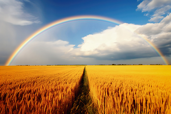 JPG 구름 편집이미지 무지개 밭 자연 하늘 풍경 사람없음 농촌 지평선 편집실사 AI포토 AI콘텐츠 자연요소 농업 시골 CG 생태계 파일형식