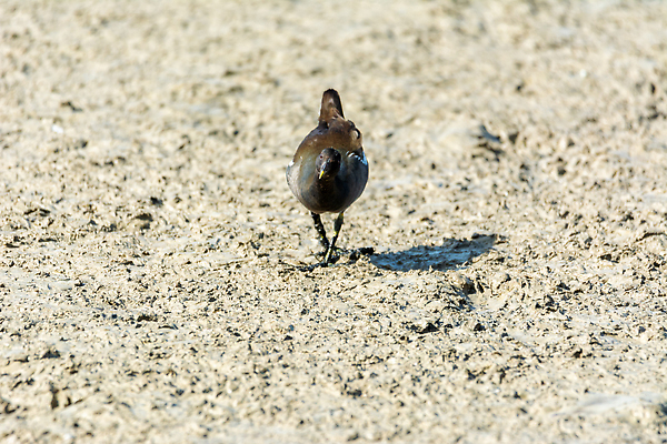 포토 JPG 해외이미지 동물 여자 남자 호수 야생동물 자연 조류 지팡이 영국 성인 사람없음 초록색 물 강 젖음 침대 점 개울 습지 작음 깃털 진흙 물새 서식지 내추럴 동물상 해외202309 해외포토 자연요소 유럽 컬러 가구 사람 조형물 크기 생태계 파일형식