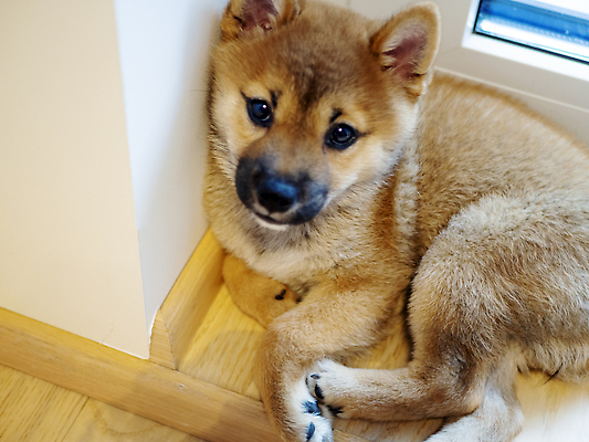 포토 JPG 해외이미지 동물 1 응시 행복 새끼 백그라운드 포유류 놀이 세포 실내 미소 사람없음 야외 빨간색 반려동물 뷰티 갈색 귀여움 일본 아기 개 강아지 작음 모피 슛 솜털 송곳니 고립 기르기 유래 순종 해외202309 해외포토 시선 감정 아시아 컬러 컨셉 표정 사람 내부 치아 크기 왕 돌봄 파일형식