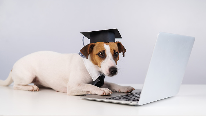 포토 JPG 해외이미지 동물 직업 학생 교육 포즈 졸업 통신 학교 넥타이 직장 고등학교 사람없음 친구 노트북 반려동물 학습 스터디 컴퓨터 사무실 교사 교수 타이핑 키보드 작업 비즈니스맨 유머 개 졸업장 사이버 스마트 흰배경 대학교 거짓말 기르기 정중 지능 총각 캡모자 네트워킹 순혈 해외202309 해외포토 모자_잡화 잡화 남자 감정 백그라운드 컨셉 회사 비즈니스 포유류 관계 전자제품 흰색 직장인 네트워크 돌봄 파일형식