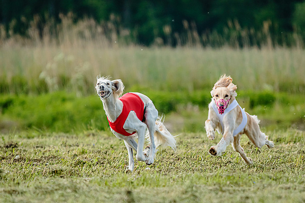 포토 JPG 해외이미지 동물 공원 행복 스포츠 셔츠 밭 포유류 모션 자연 놀이 건강 사람없음 야외 초록색 달리기 햇빛 뷰티 우주 정원 맑음 점프 검은색 경쟁 에너지 레이싱 잡기 개 유혹 강의 테리어 속도 호기심 사냥 사냥개 섬광 순간 순혈 해외202309 해외포토 공공시설 감정 컬러 컨셉 상의 농업 날씨 시합 태양 생태계 파일형식