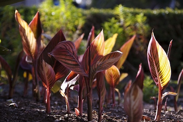 포토 JPG 해외이미지 식물 잎 자연 사람없음 빨간색 태양 정원 흙 성장 화단 모종 해외202309 해외포토 자연요소 컬러 생태계 파일형식